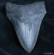 Inch Georgia Megalodon Tooth - Nice Shape #2167-1